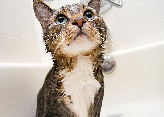 How to Survive Giving Your Cat a Bath