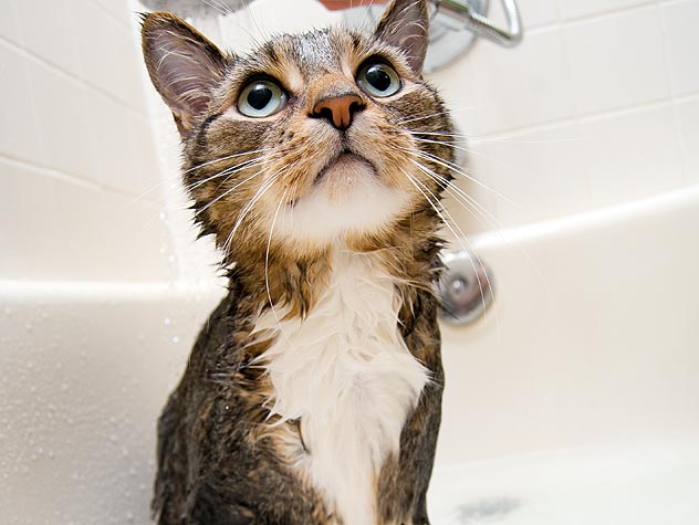How to Survive Giving Your Cat a Bath