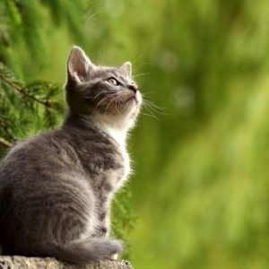Can Bladder Stones Kill Cats – Interesting Facts and Possible Solutions