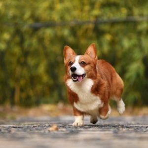 Prize Wheels Enhance Your Pet Adoption Drive