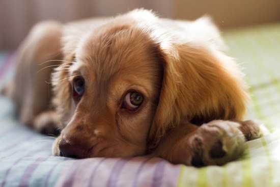 A Realistic Look at the Cost of Owning a Dog