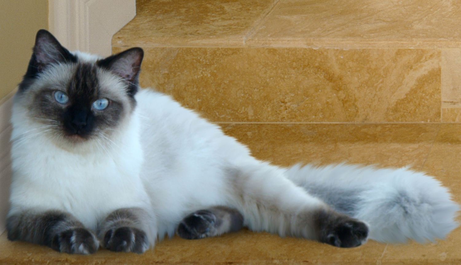 All About Ragdoll cats