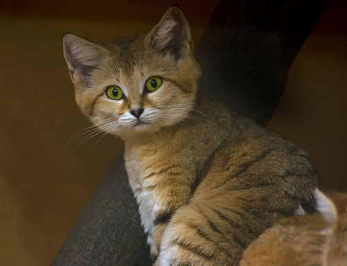 Interesting facts about Sand Cats